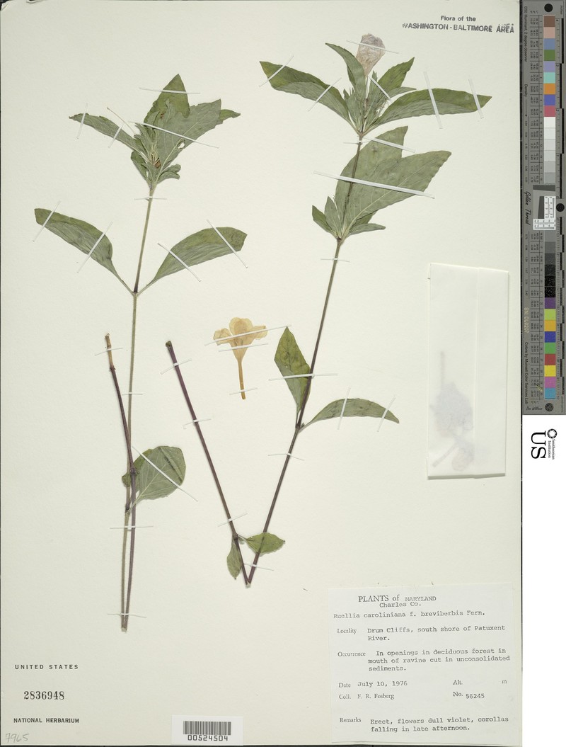 Ruellia caroliniensis subsp. caroliniensis photo 4
