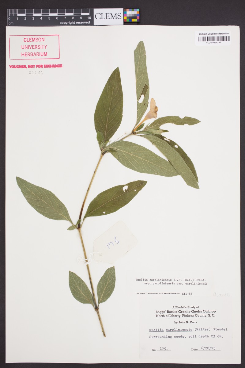 Ruellia caroliniensis subsp. caroliniensis photo 5