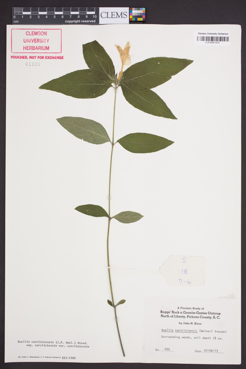 Ruellia caroliniensis subsp. caroliniensis photo 6