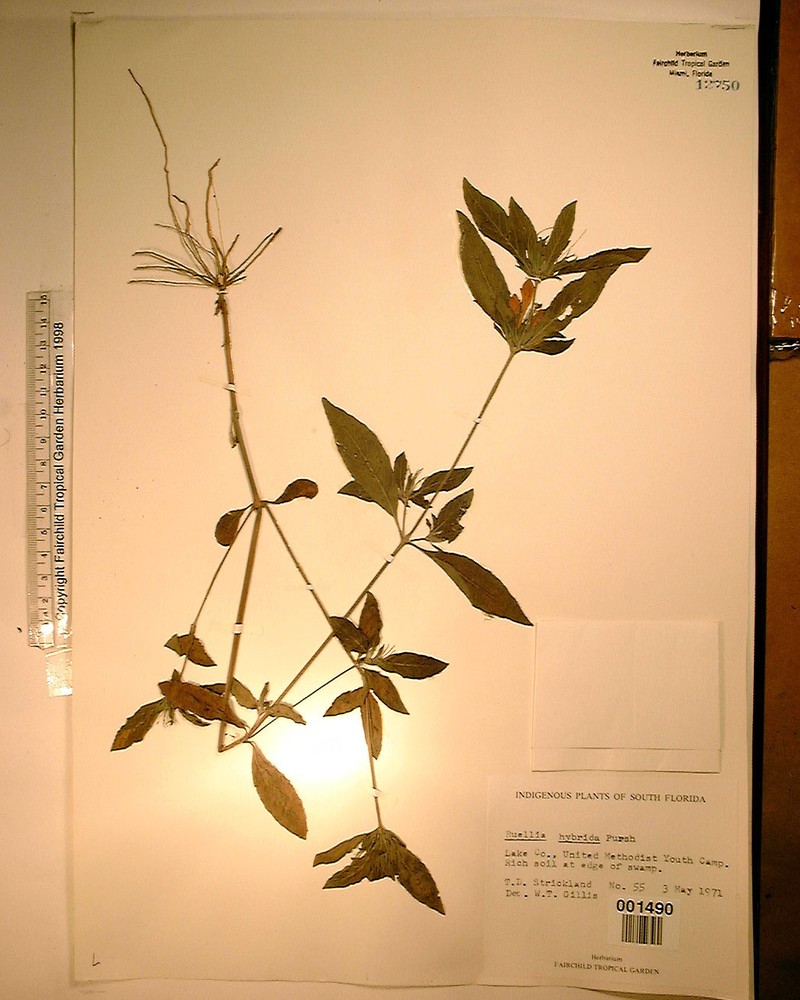 Ruellia caroliniensis subsp. caroliniensis photo 7