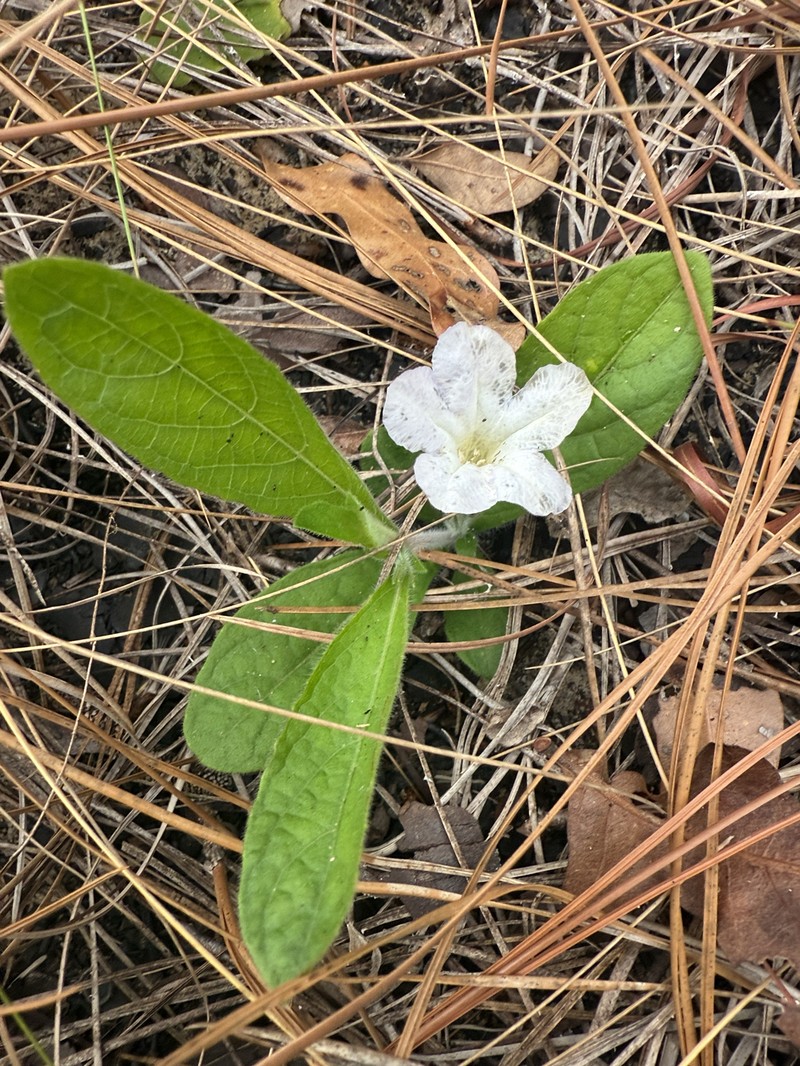 Ruellia caroliniensis subsp. ciliosa