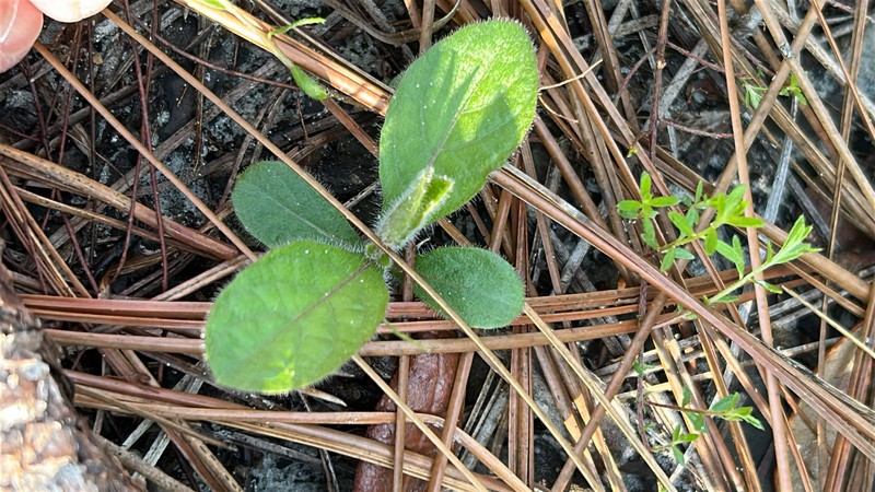 Ruellia caroliniensis subsp. ciliosa photo 2