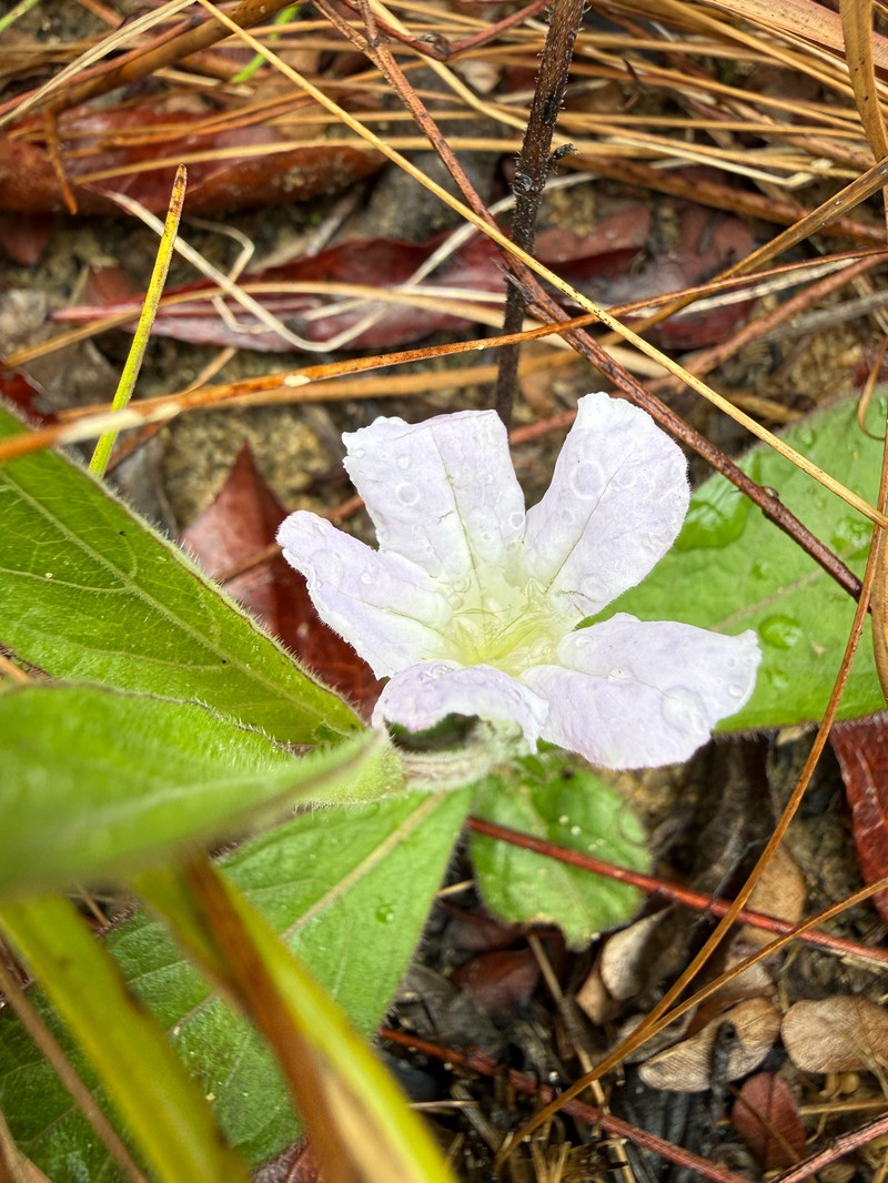Ruellia caroliniensis subsp. ciliosa photo 3