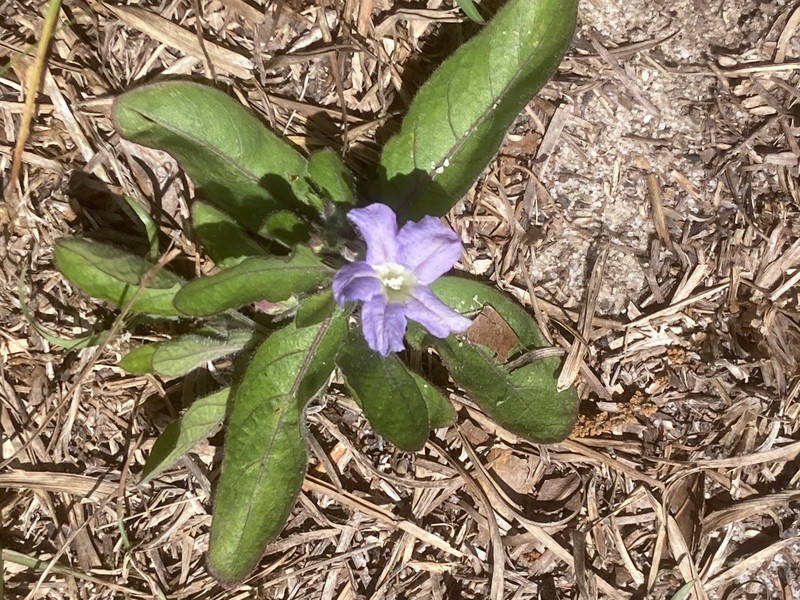 Ruellia caroliniensis subsp. ciliosa photo 4
