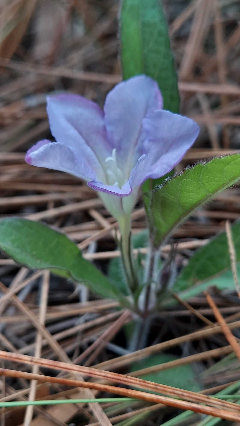 Ruellia caroliniensis subsp. ciliosa photo 5