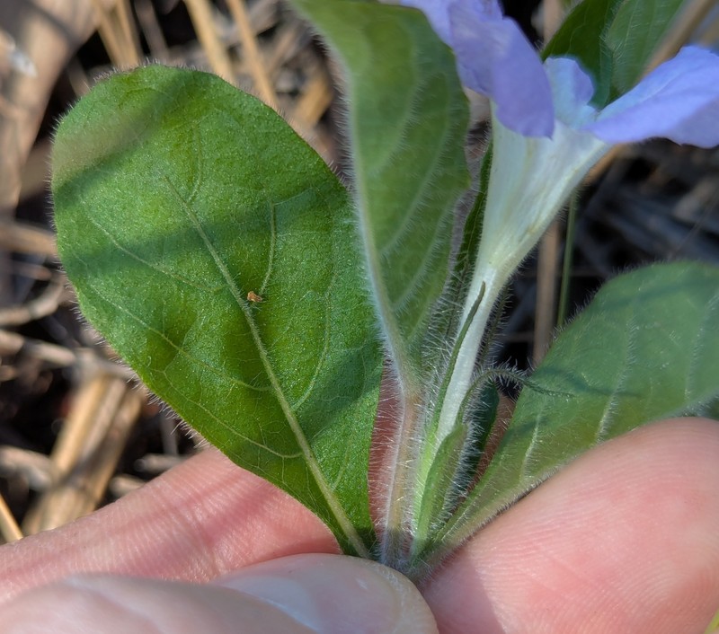 Ruellia caroliniensis subsp. ciliosa photo 7