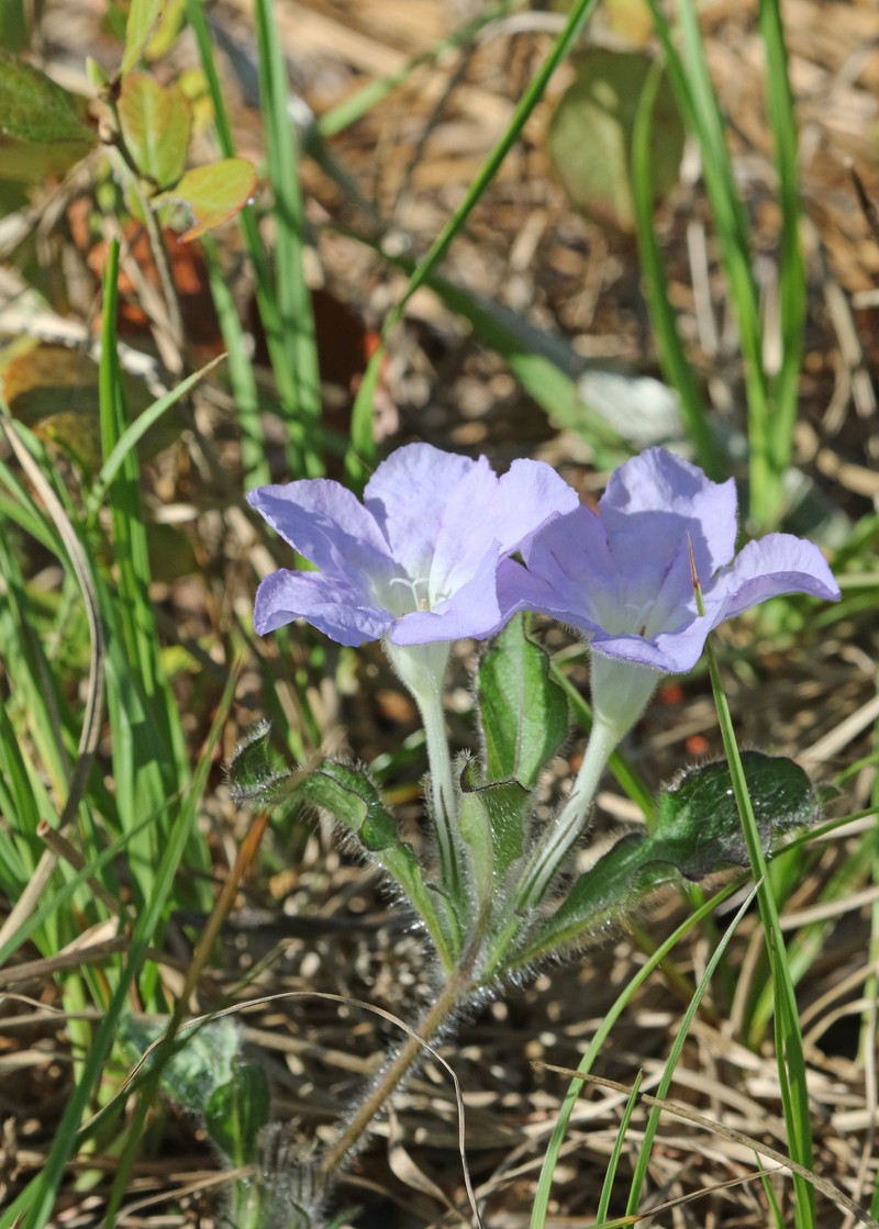 Ruellia caroliniensis subsp. ciliosa photo 8