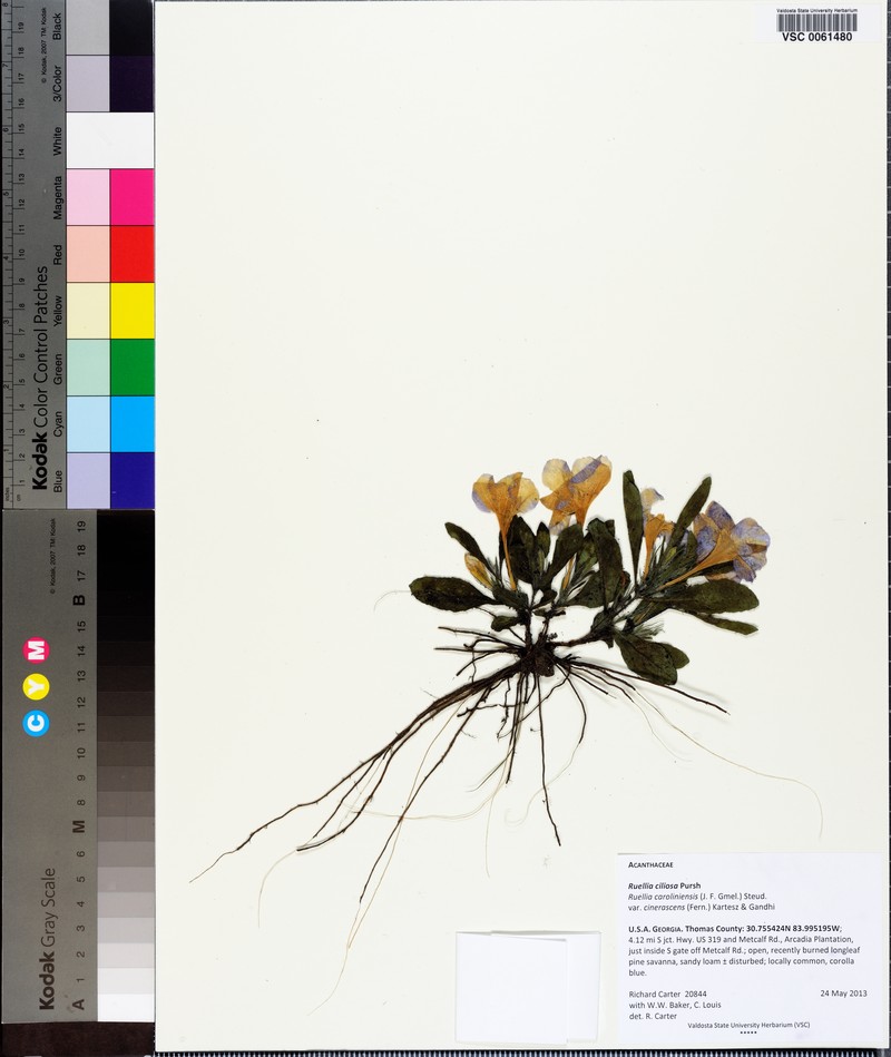 Ruellia caroliniensis var. cinerascens