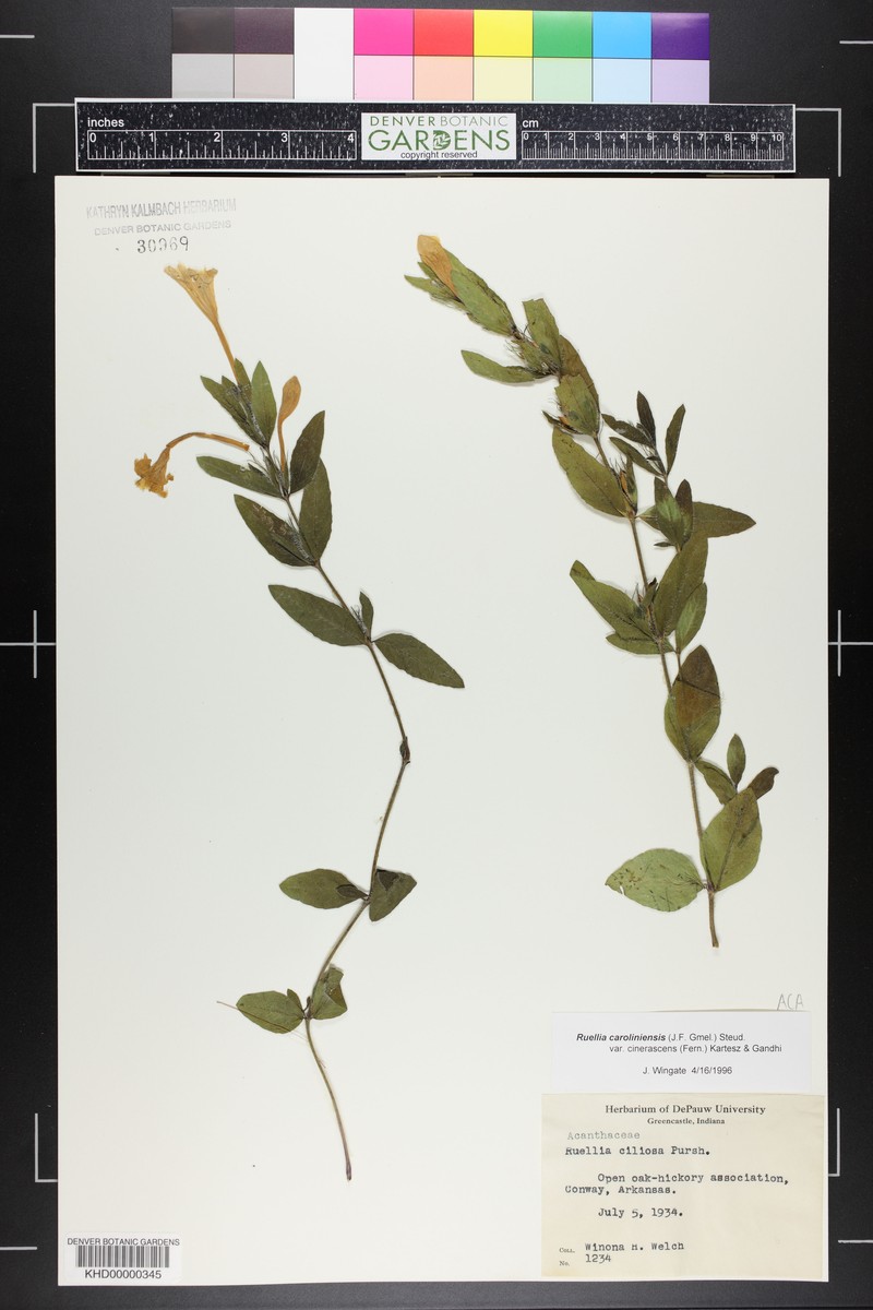 Ruellia caroliniensis var. cinerascens photo 2