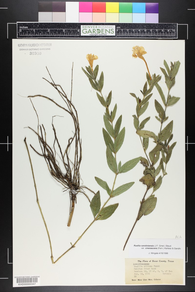 Ruellia caroliniensis var. cinerascens photo 3