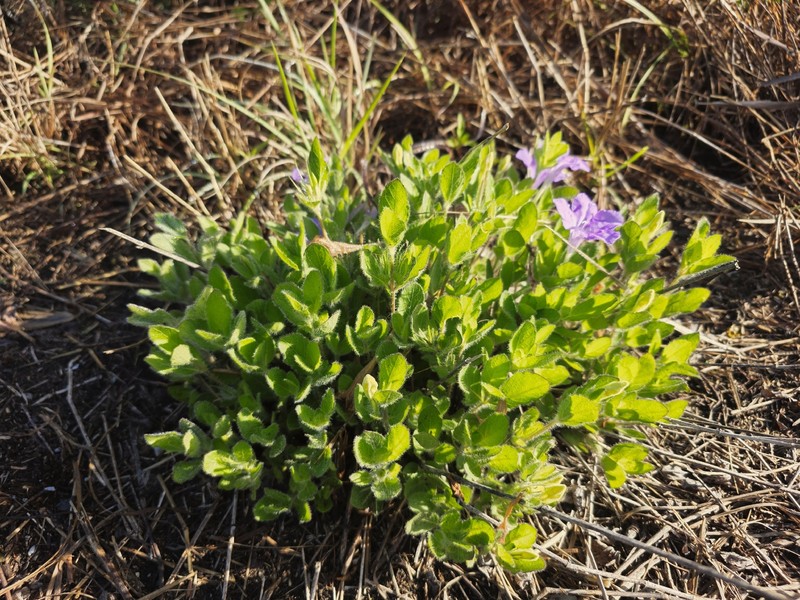 Ruellia caroliniensis var. heteromorpha