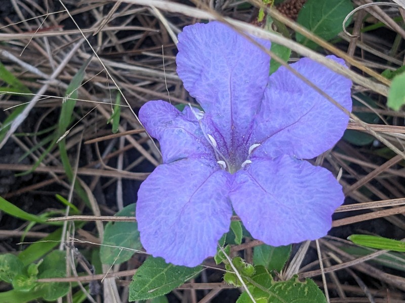 Ruellia caroliniensis var. heteromorpha photo 2