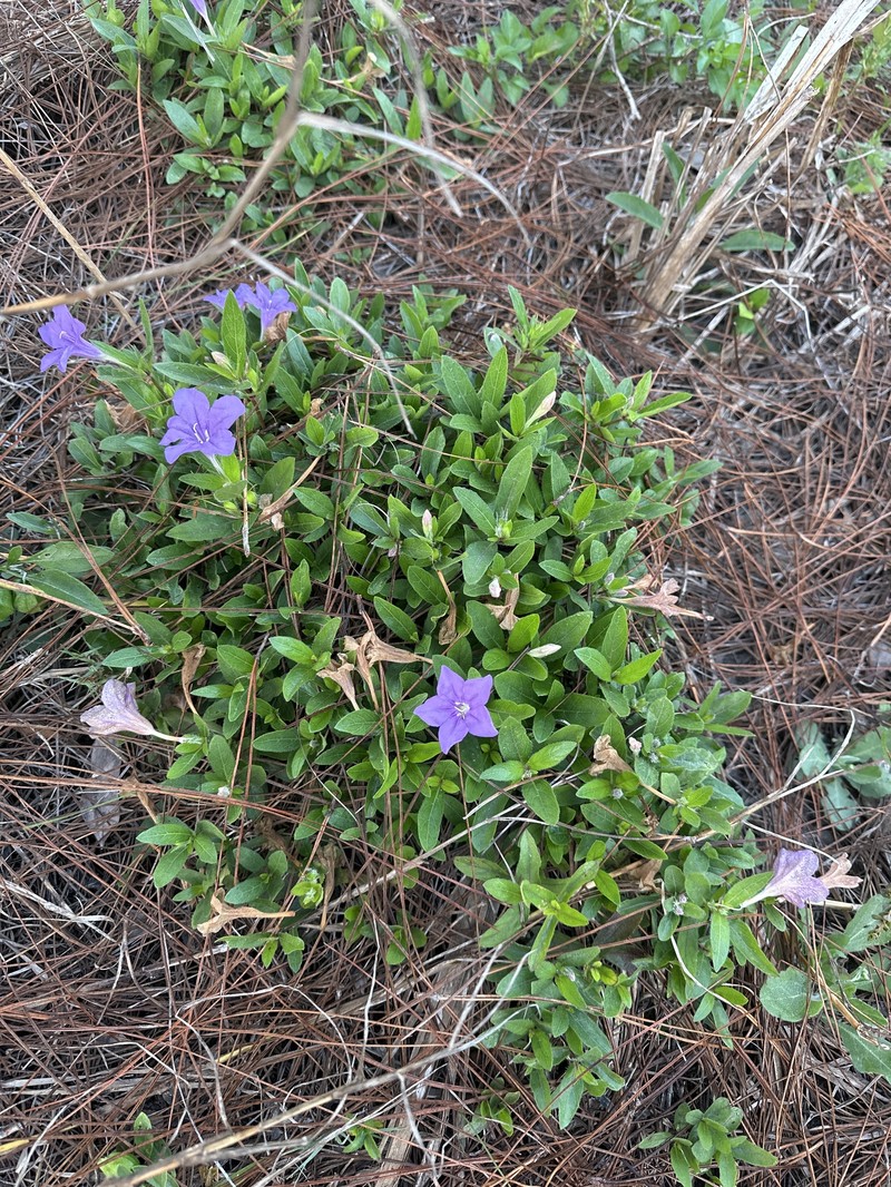 Ruellia caroliniensis var. heteromorpha photo 3
