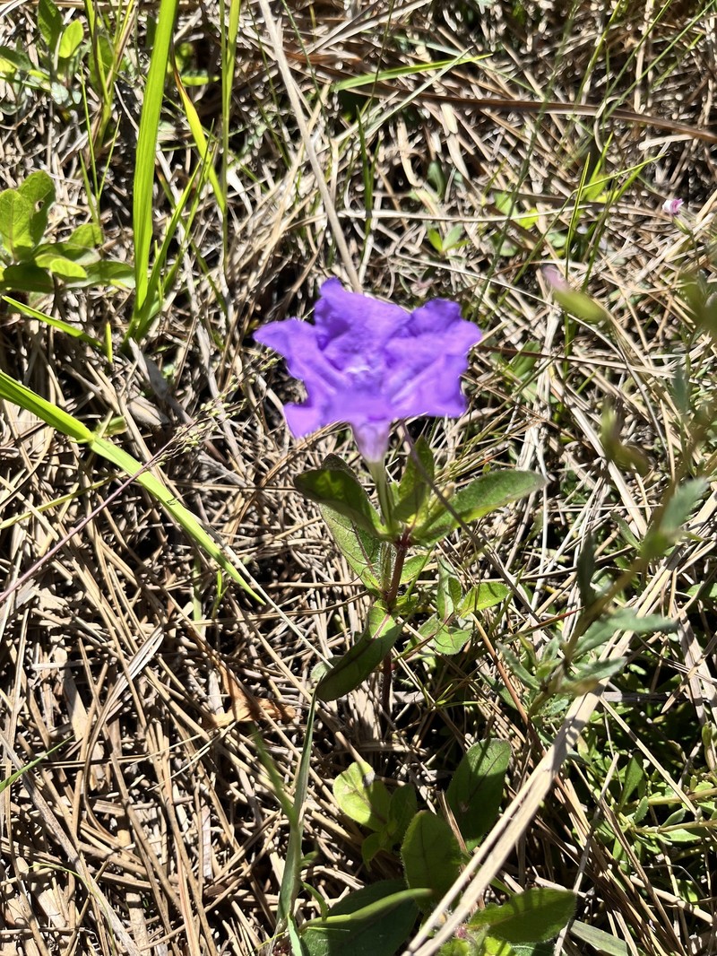Ruellia caroliniensis var. heteromorpha photo 4