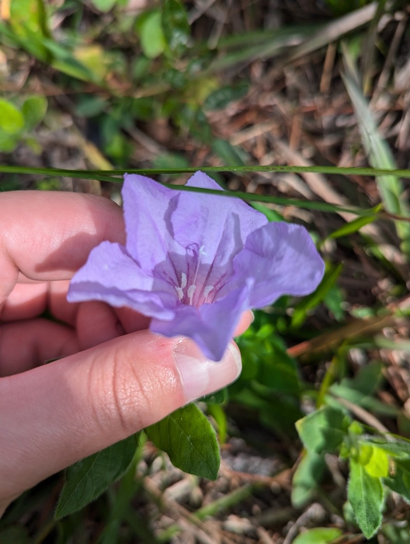 Ruellia caroliniensis var. heteromorpha photo 5