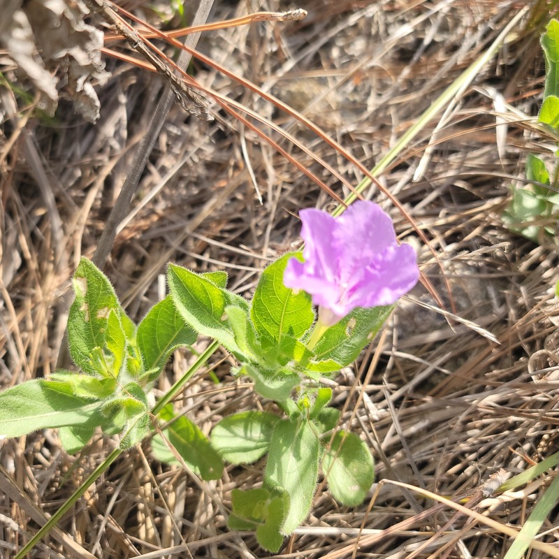 Ruellia caroliniensis var. heteromorpha photo 6