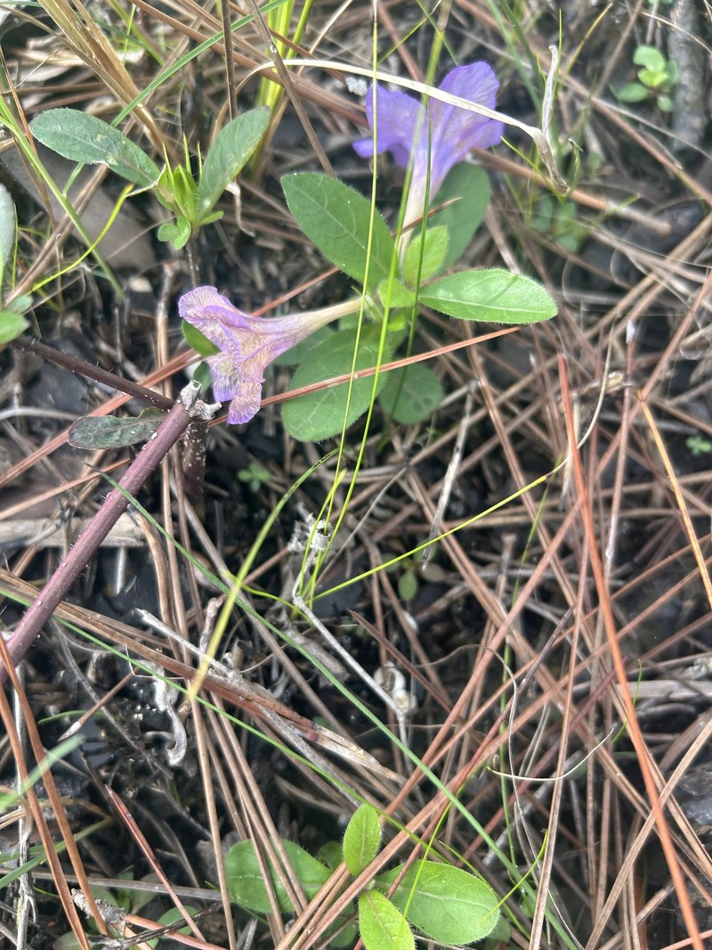Ruellia caroliniensis var. heteromorpha photo 7