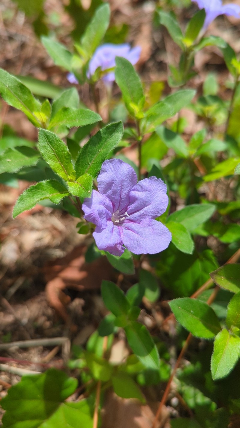 Ruellia caroliniensis var. heteromorpha photo 8
