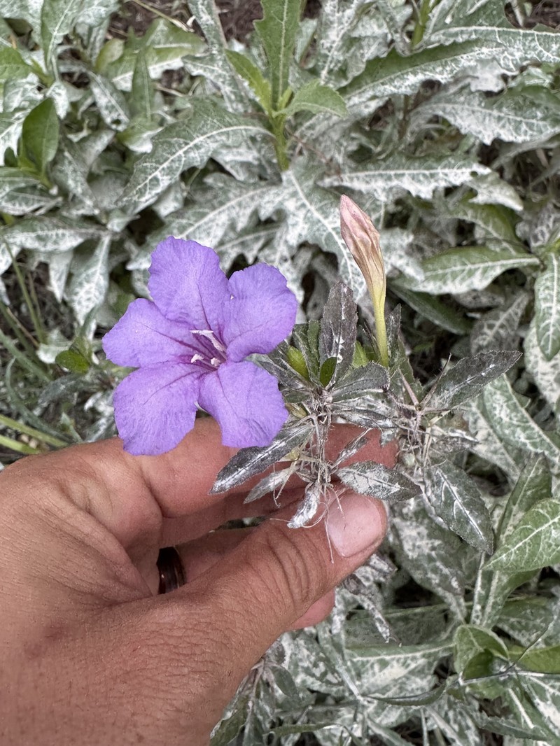 Ruellia caroliniensis var. succulenta photo 2