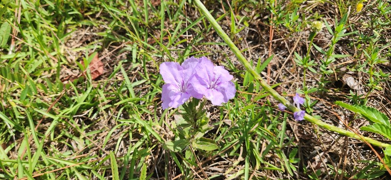 Ruellia caroliniensis var. succulenta photo 3