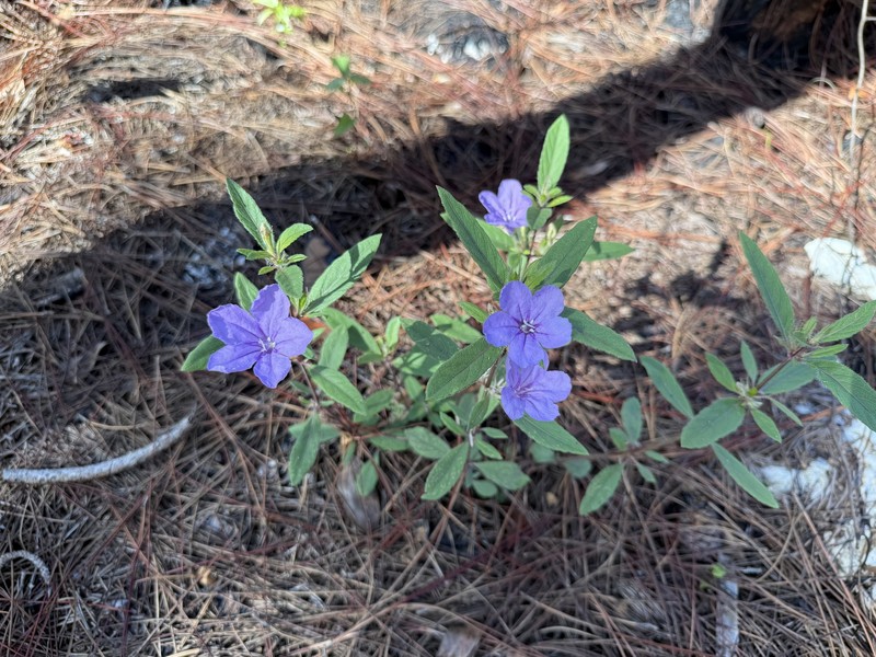 Ruellia caroliniensis var. succulenta photo 4