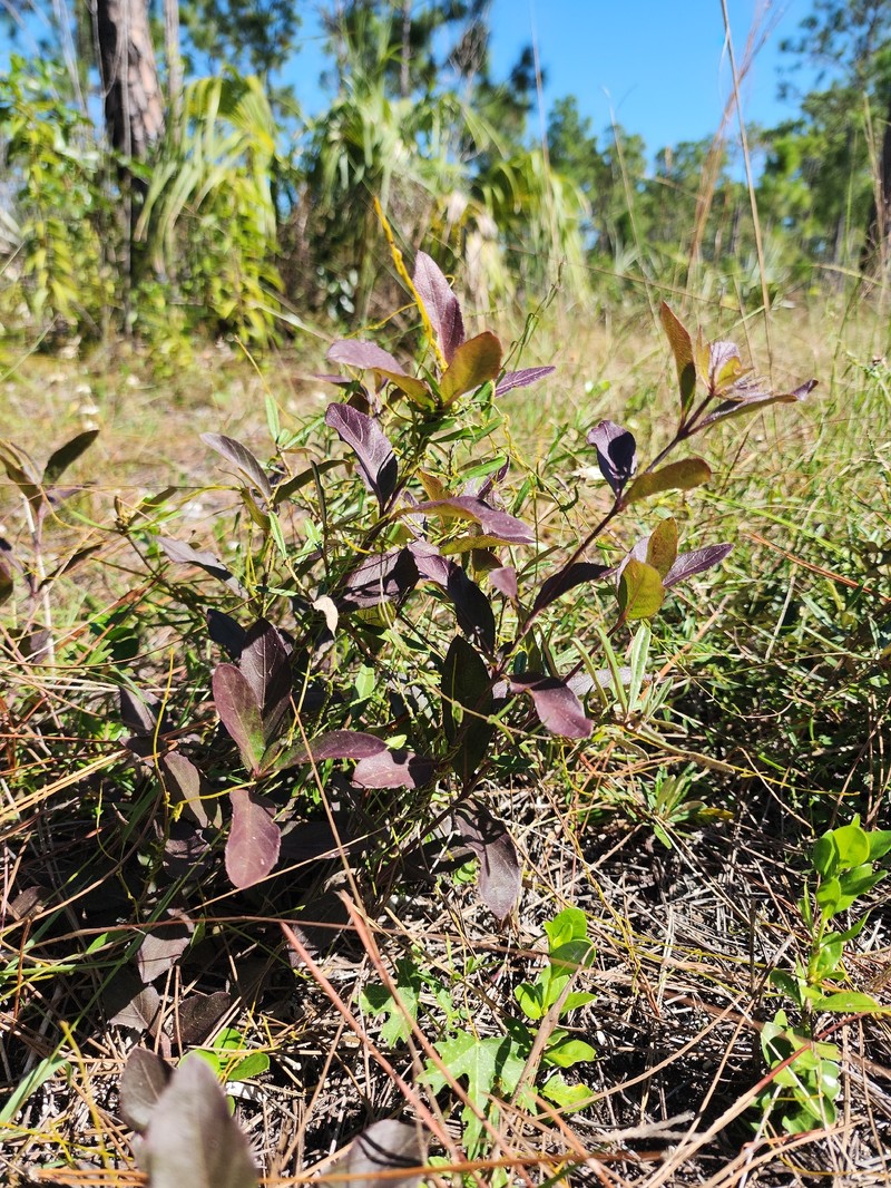 Ruellia caroliniensis var. succulenta photo 5
