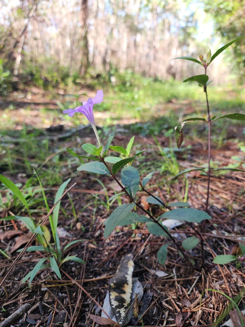 Ruellia caroliniensis var. succulenta photo 6