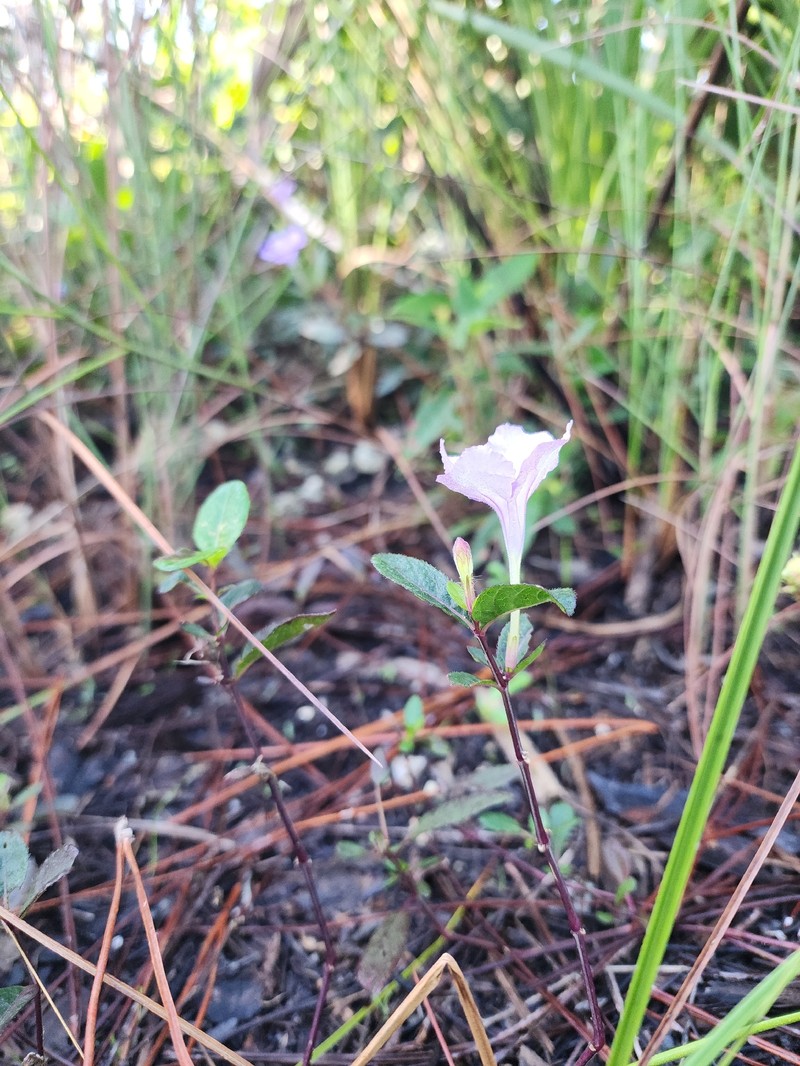 Ruellia caroliniensis var. succulenta photo 7