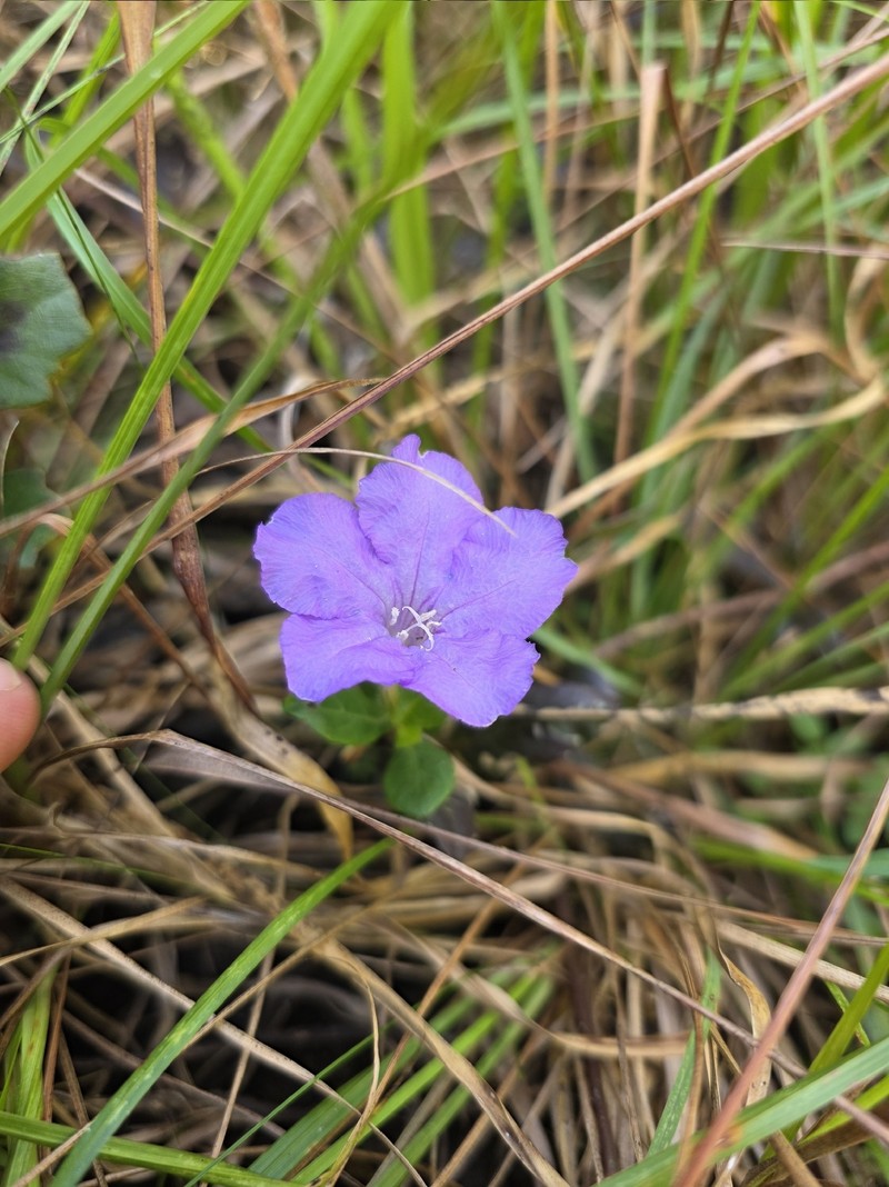 Ruellia caroliniensis var. succulenta photo 8