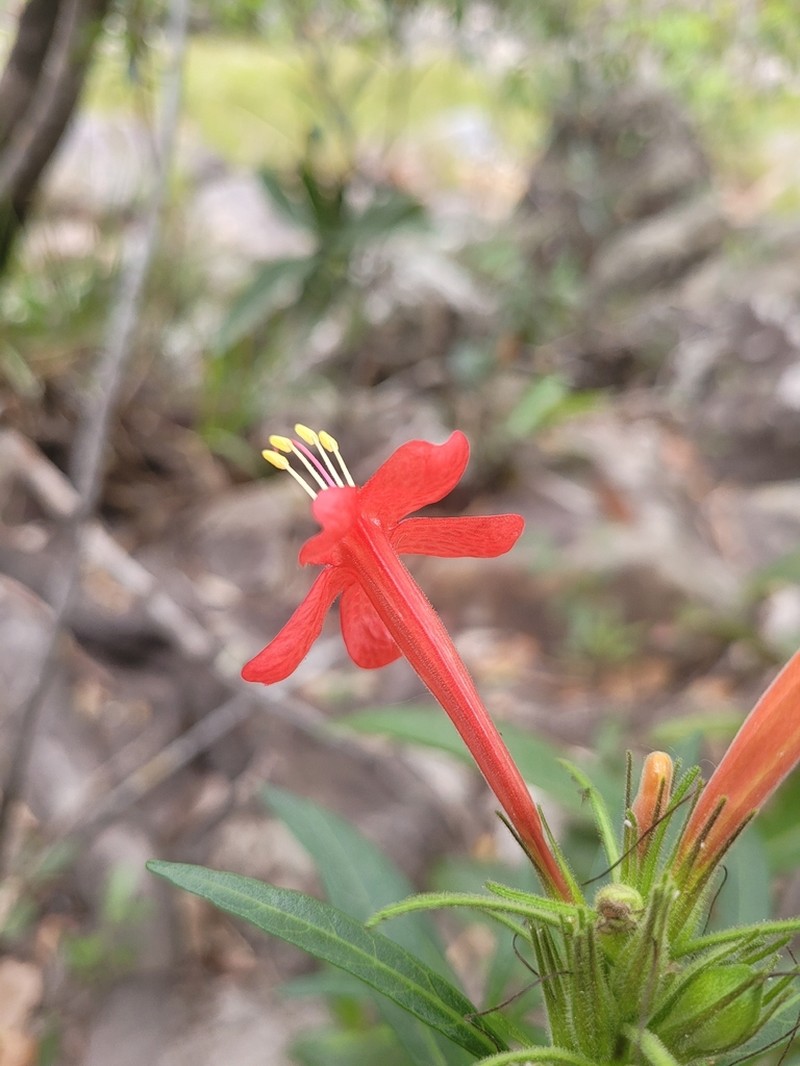 Ruellia cataractae