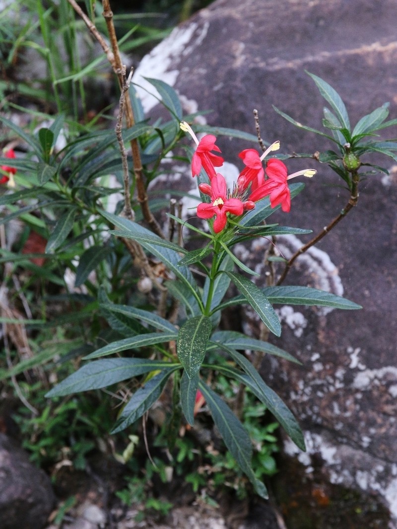 Ruellia cataractae photo 2
