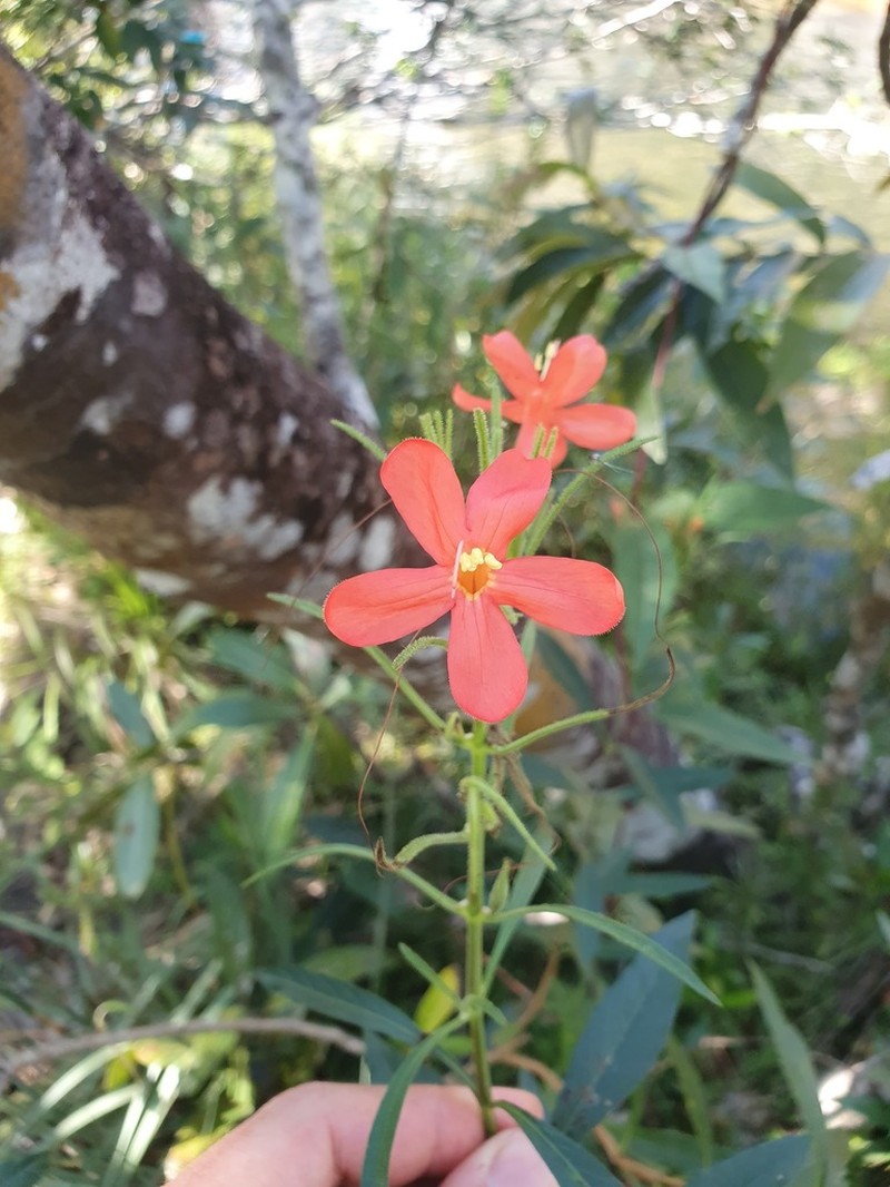 Ruellia cataractae photo 3