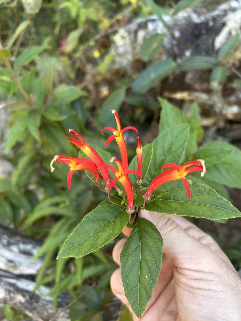 Ruellia cataractae photo 4