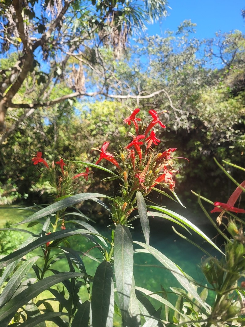Ruellia cataractae photo 5