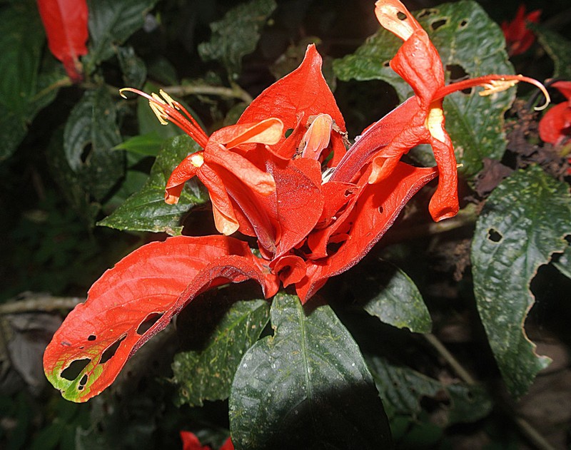 Peruvian Wild Petunia photo 4