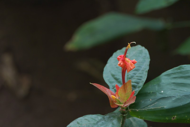 Peruvian Wild Petunia photo 5