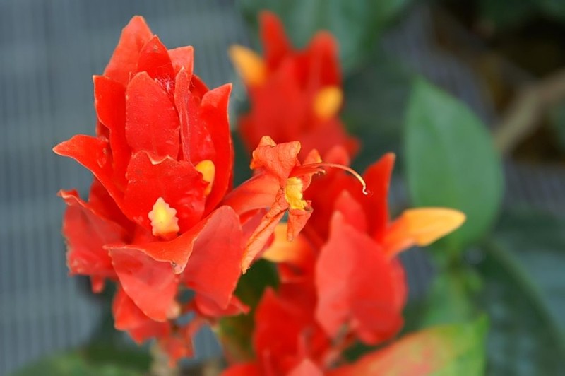 Peruvian Wild Petunia photo 6