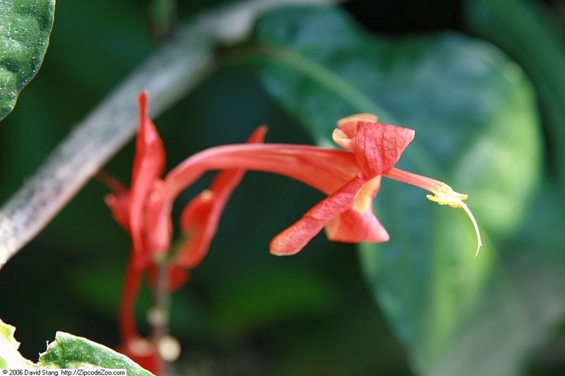 Peruvian Wild Petunia photo 7
