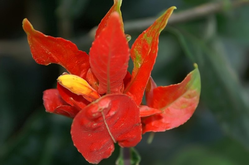 Peruvian Wild Petunia photo 2