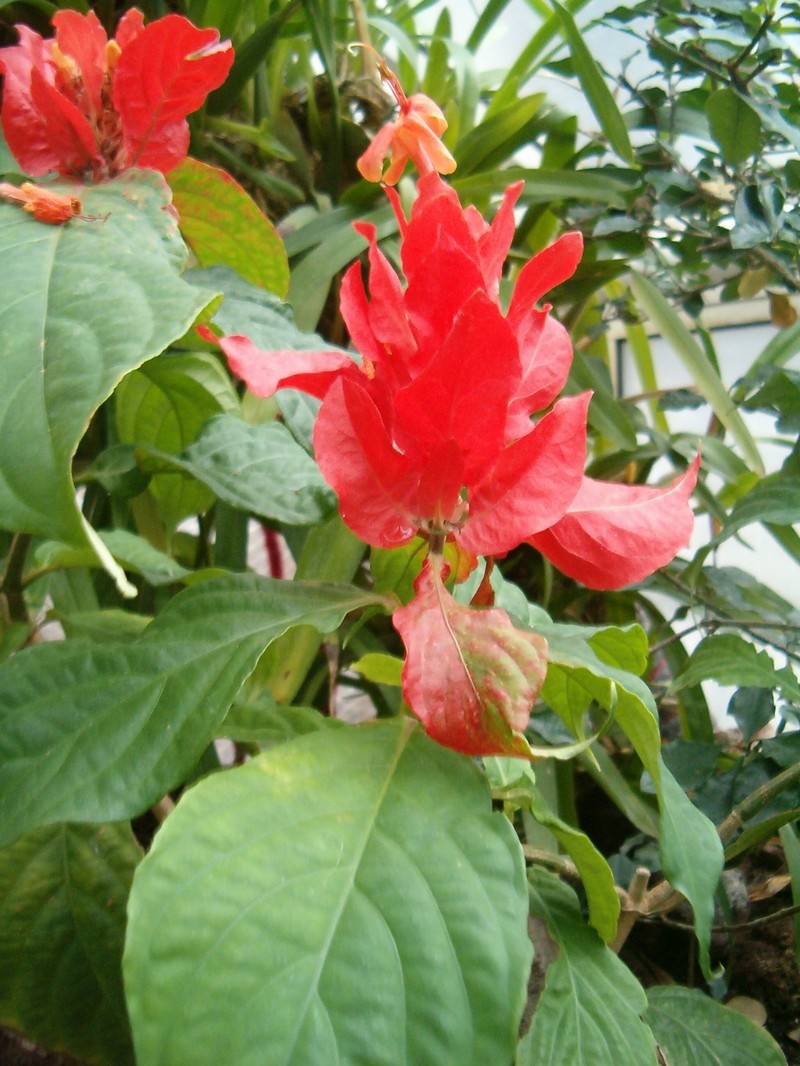 Peruvian Wild Petunia