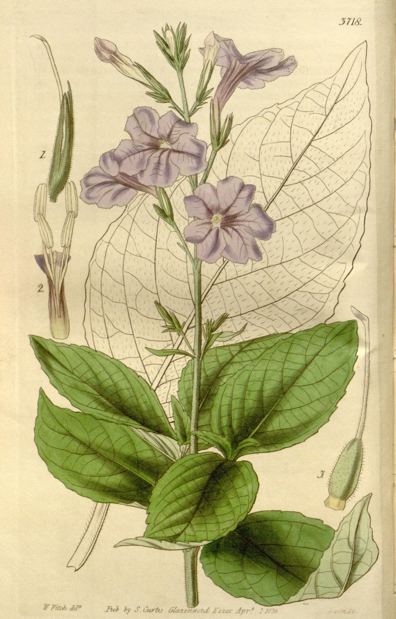 Hairyflower Wild Petunia photo 2