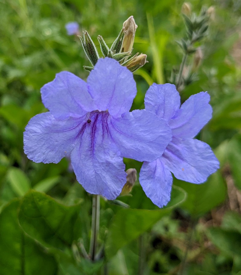 Hairyflower Wild Petunia photo 3