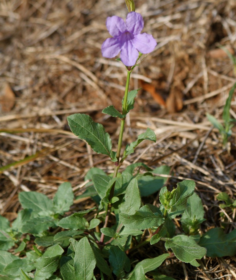 Hairyflower Wild Petunia photo 4