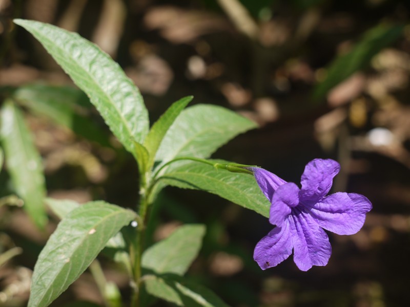 Hairyflower Wild Petunia photo 5