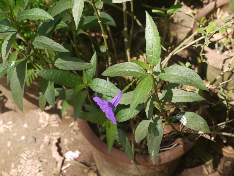 Hairyflower Wild Petunia photo 6