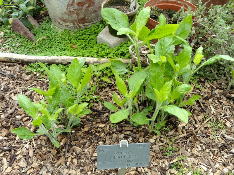 Hairyflower Wild Petunia
