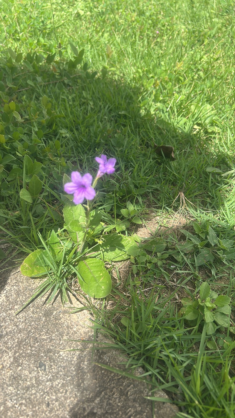 Rio Grande Wild Petunia photo 5
