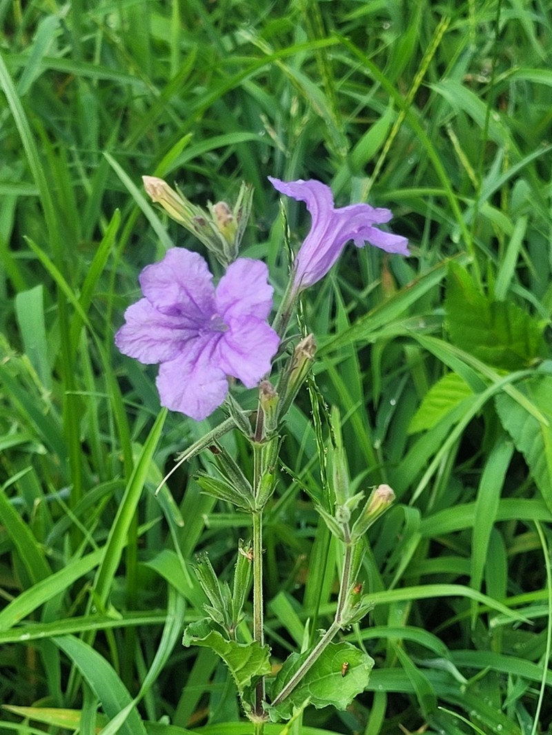Rio Grande Wild Petunia photo 6