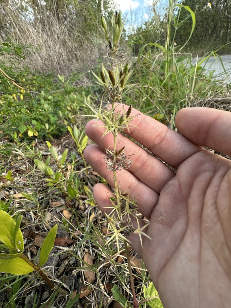 Western Wild Petunia