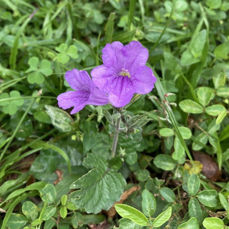 Western Wild Petunia photo 2